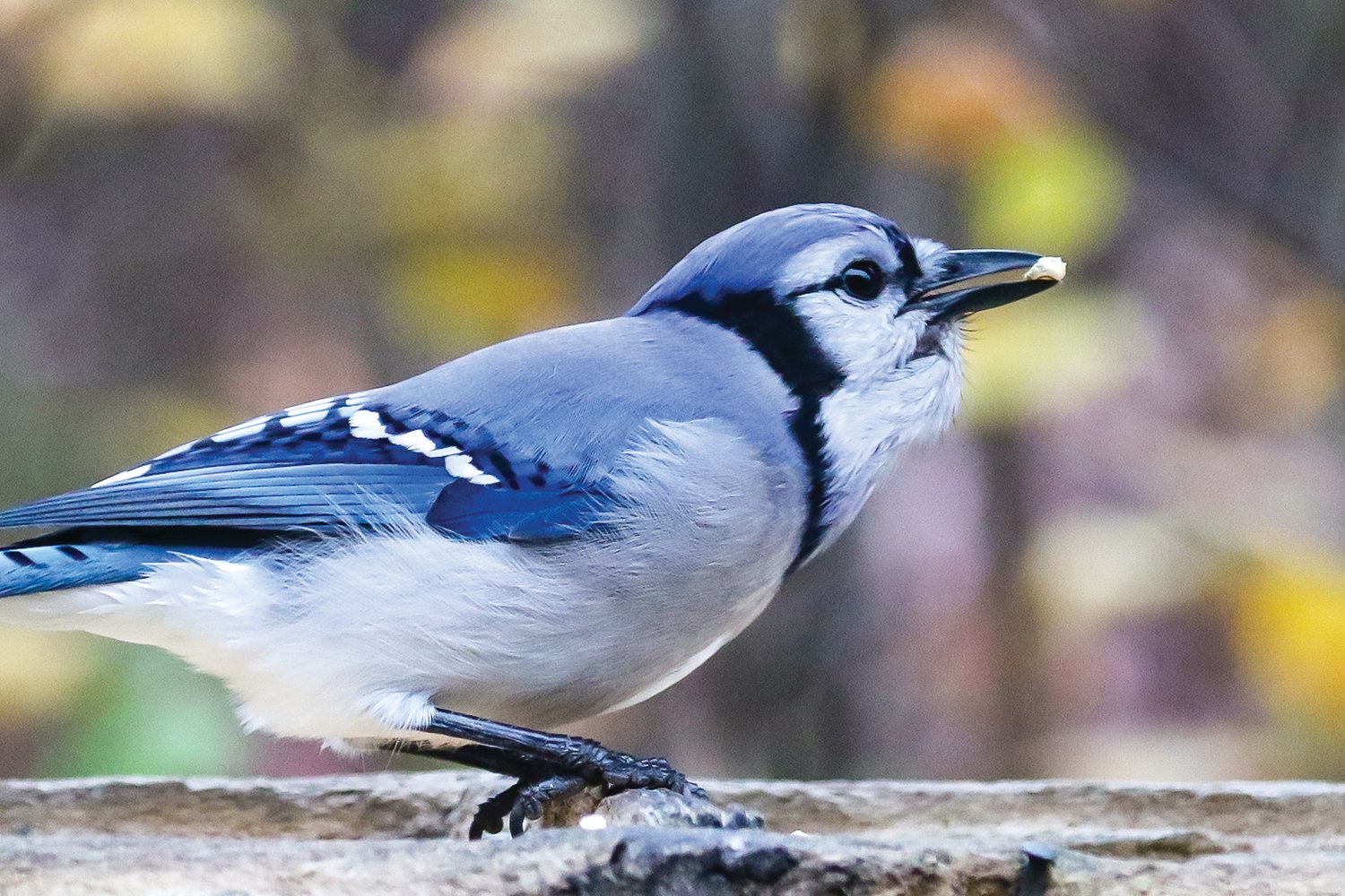 For jays, it's hoarding time - The Timberjay